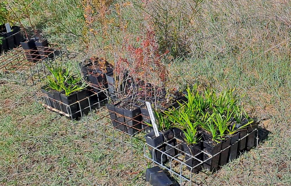 tubestock for bushcare planting at farmers creek lithgow