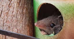 eastern pygmy possum in habitat tube