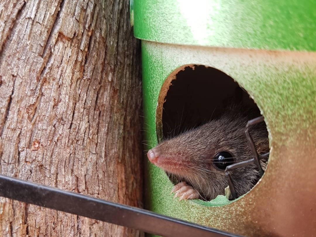 eastern pygmy possum in habitat tube