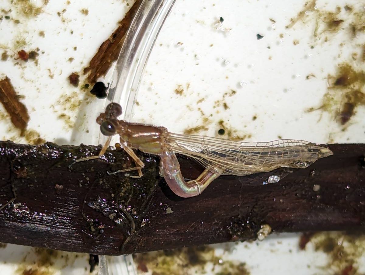 A damselfly drying its wings at Lake Pillans