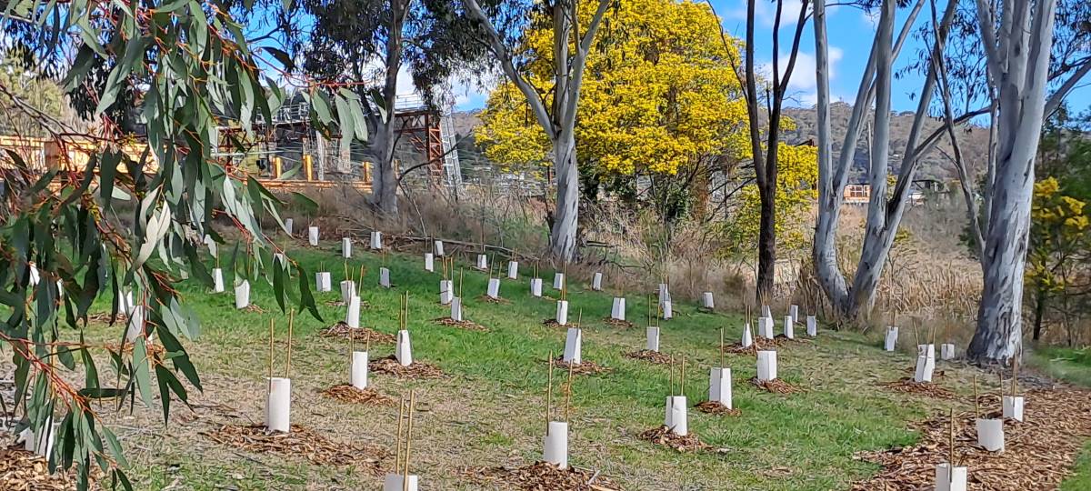 Tree plantings on the edge of Lake Pillans.