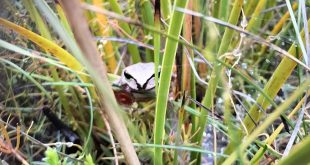 frog id in lithgow