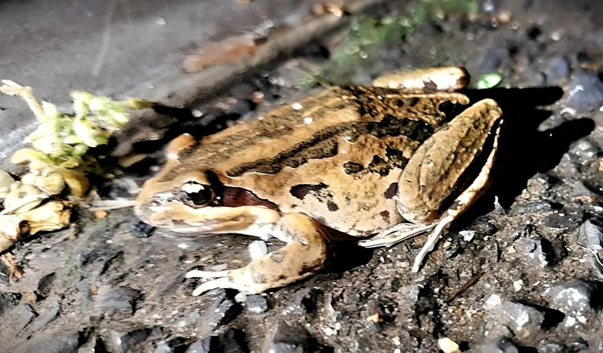 a striped marsh frog in lithgow