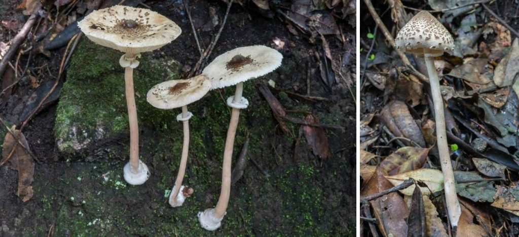 Macrolepiota clelandii (the Australian Parasol)