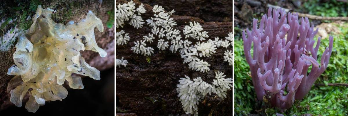 lithgow fungi