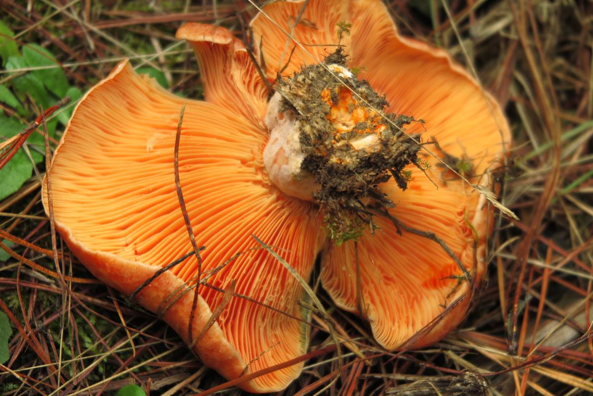 Saffron milk cap