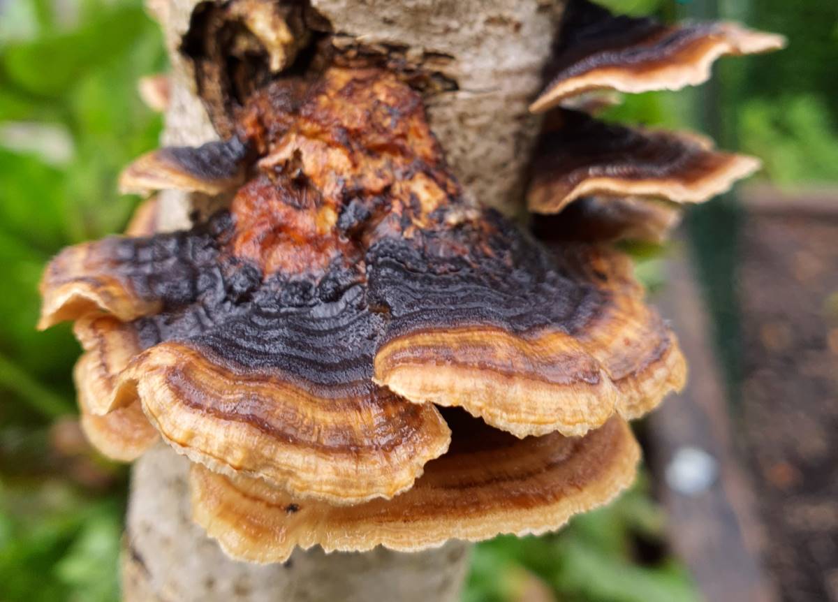 turkey tail fungus