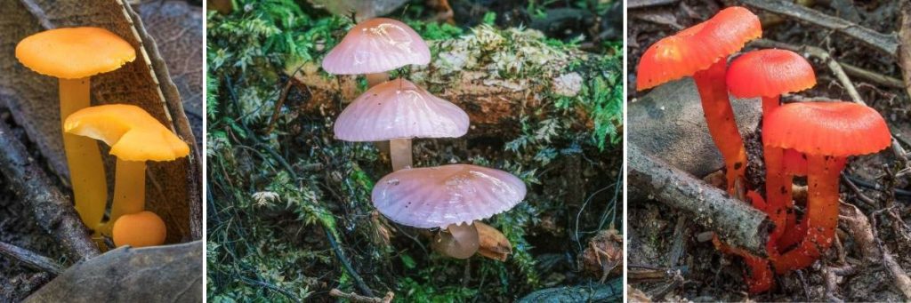 wax cap fungi