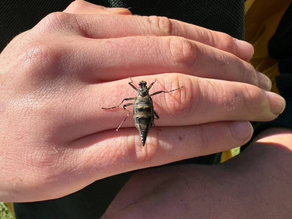 insect on hand