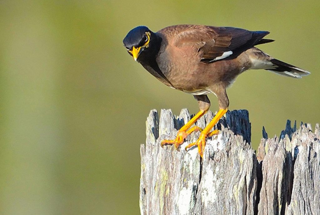 indian myna in lithgow