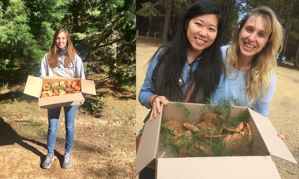 mushroom foraging in lithgow