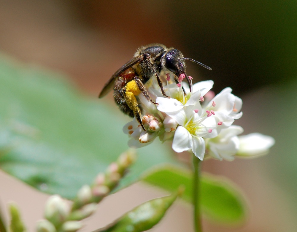 A Lasioglossum (Parasphecodes) native bee